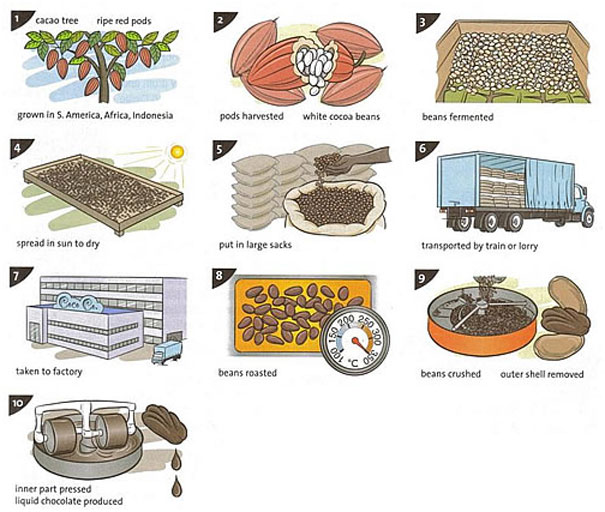 dailylive-production-of-chocolate-on-emaze