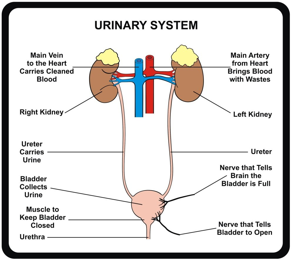 Urinary System at emaze Presentation