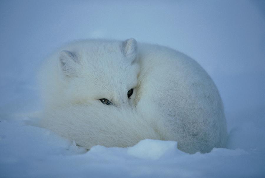 HELP SAVE THE ARCTIC FOX on emaze