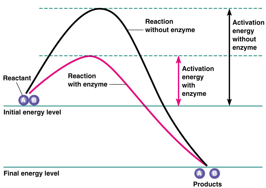 Without the energy. Activation Energy of the Reaction. Enzymatic Reactions. Enzyme leakage. Indicator Enzymes.