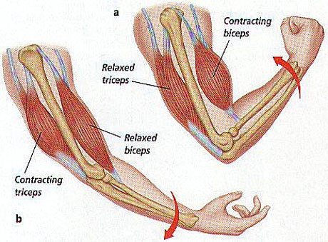 Muscular System Lesson Plan on emaze