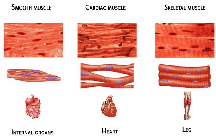 Muscular System Lesson Plan at emaze Presentation
