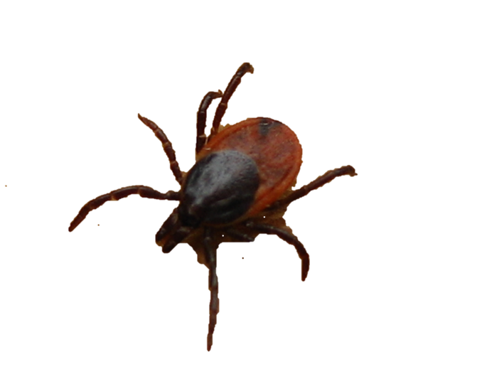 Macroparasites w' Hazelle