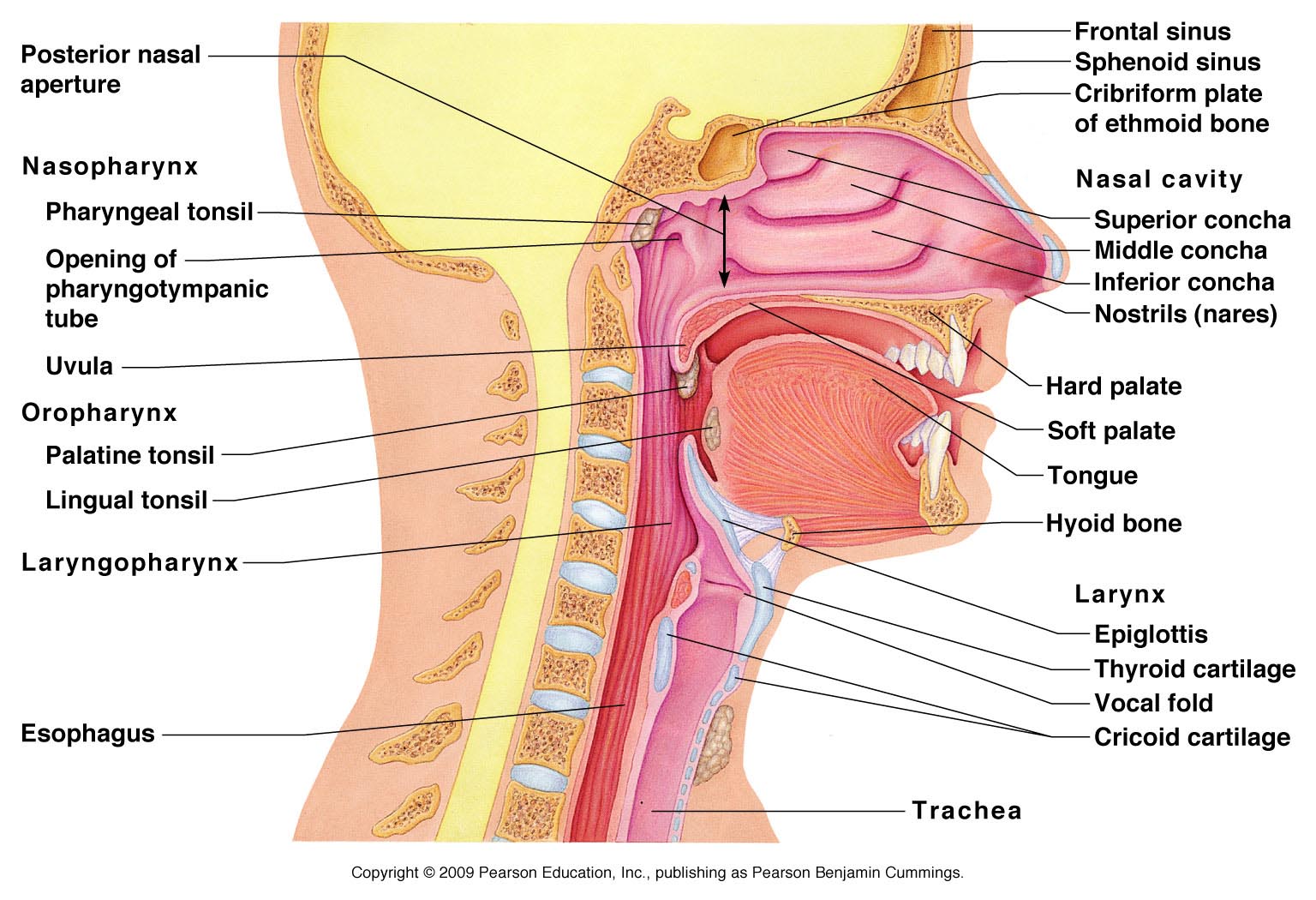 Moveable Parts Of The Vocal Tract