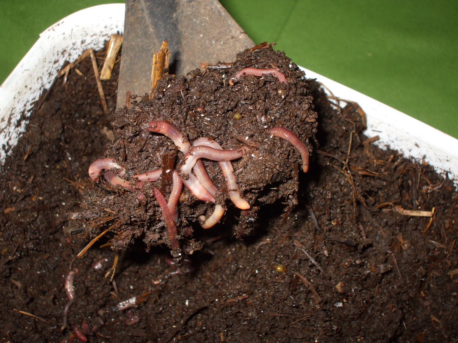 перегной в почве. гумус почвы. органическая часть почвы перегной. гумусность почвы. органические удобрения навоз.