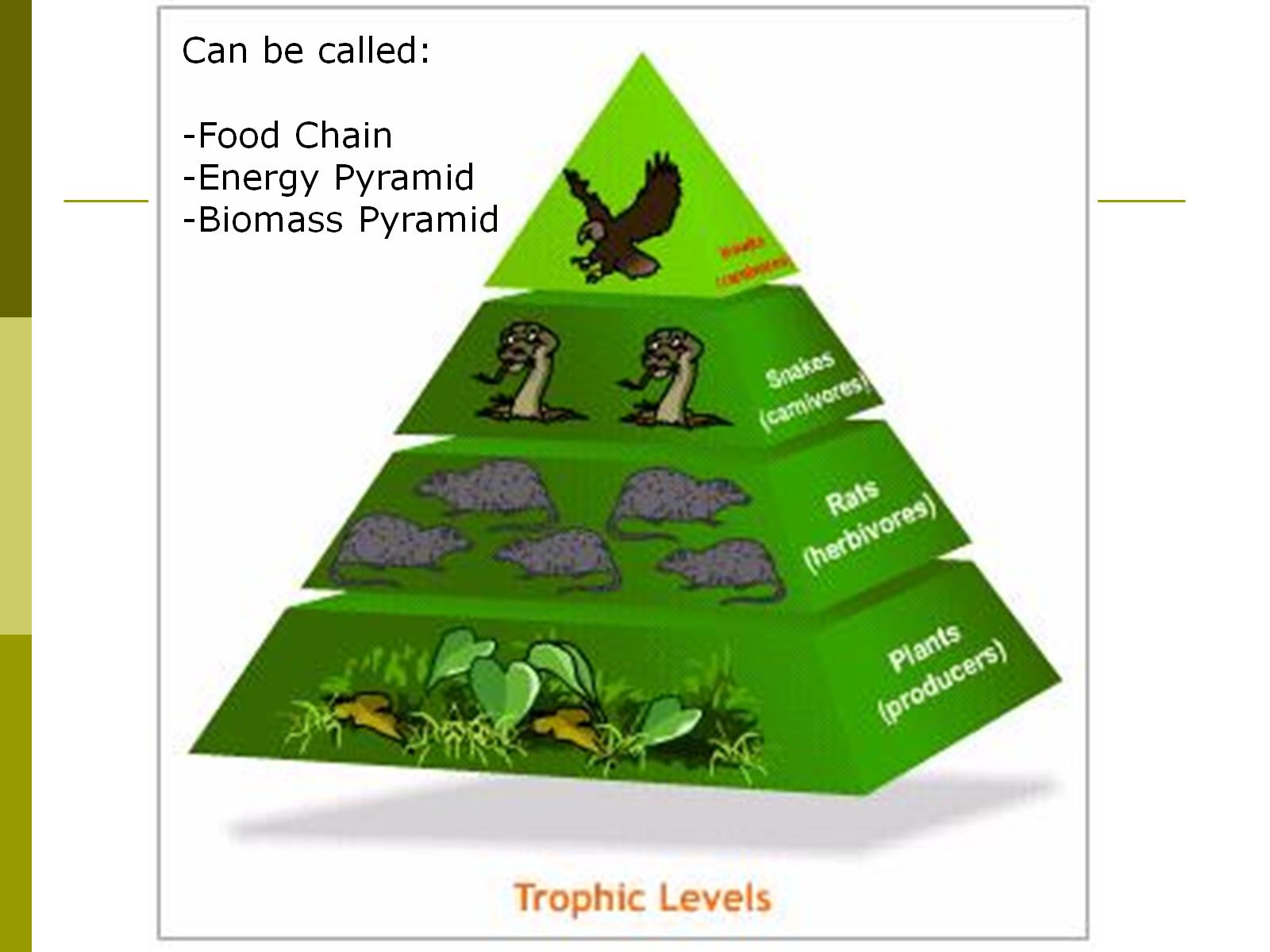 Types Of Trophic Levels