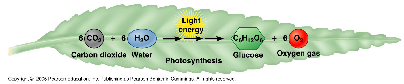 Glucose + Oxygen → Carbon dioxide + Water. Кислород азот натрий фотосинтез. Фотосинтез химический элемент тату. Fotokimyoviy.