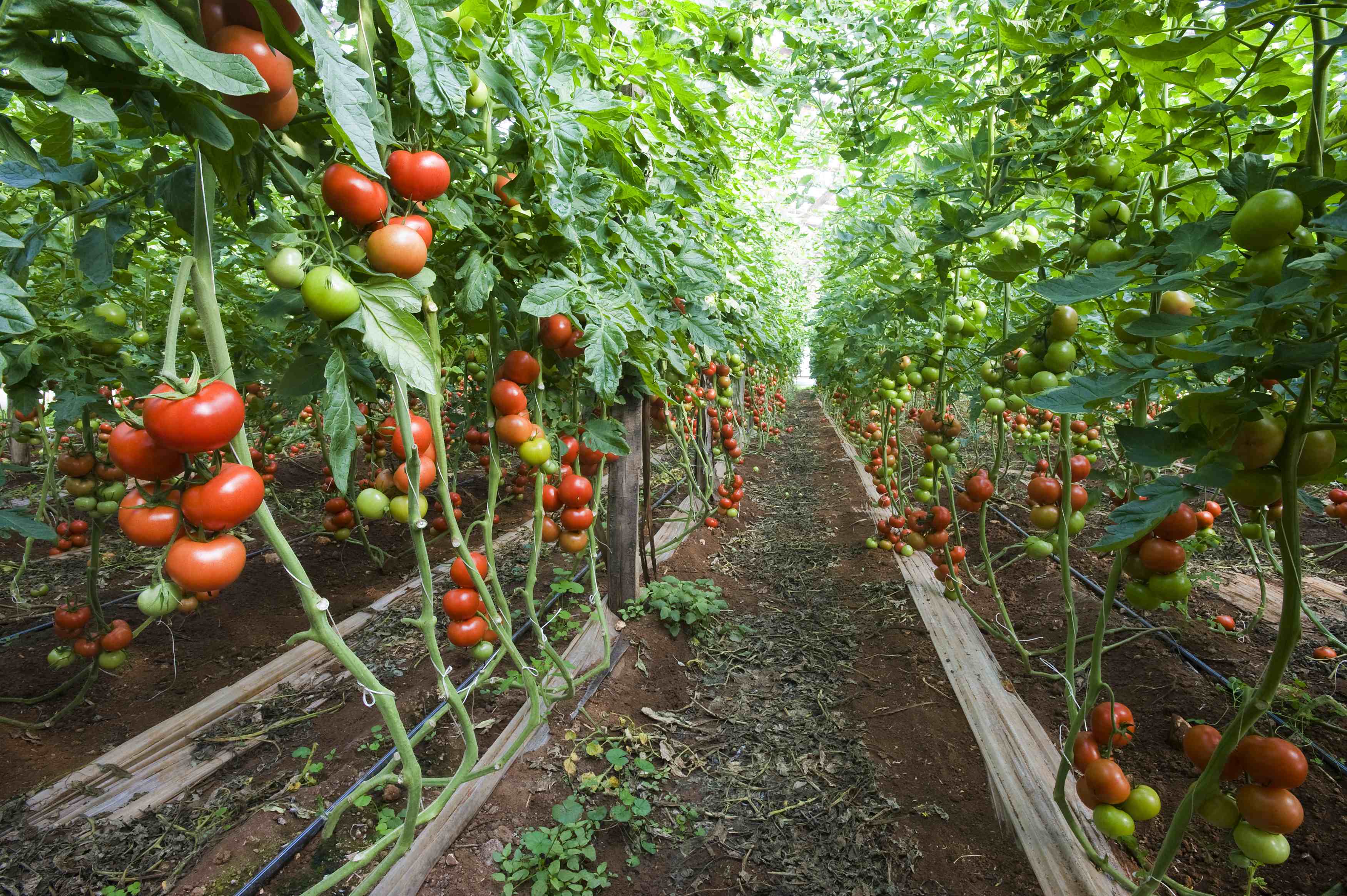 Томаты на гидропонике. Теплица с помидорами. Теплица помидоры урожайность. Теплица с овощами. Теплица помидоры урожайность.