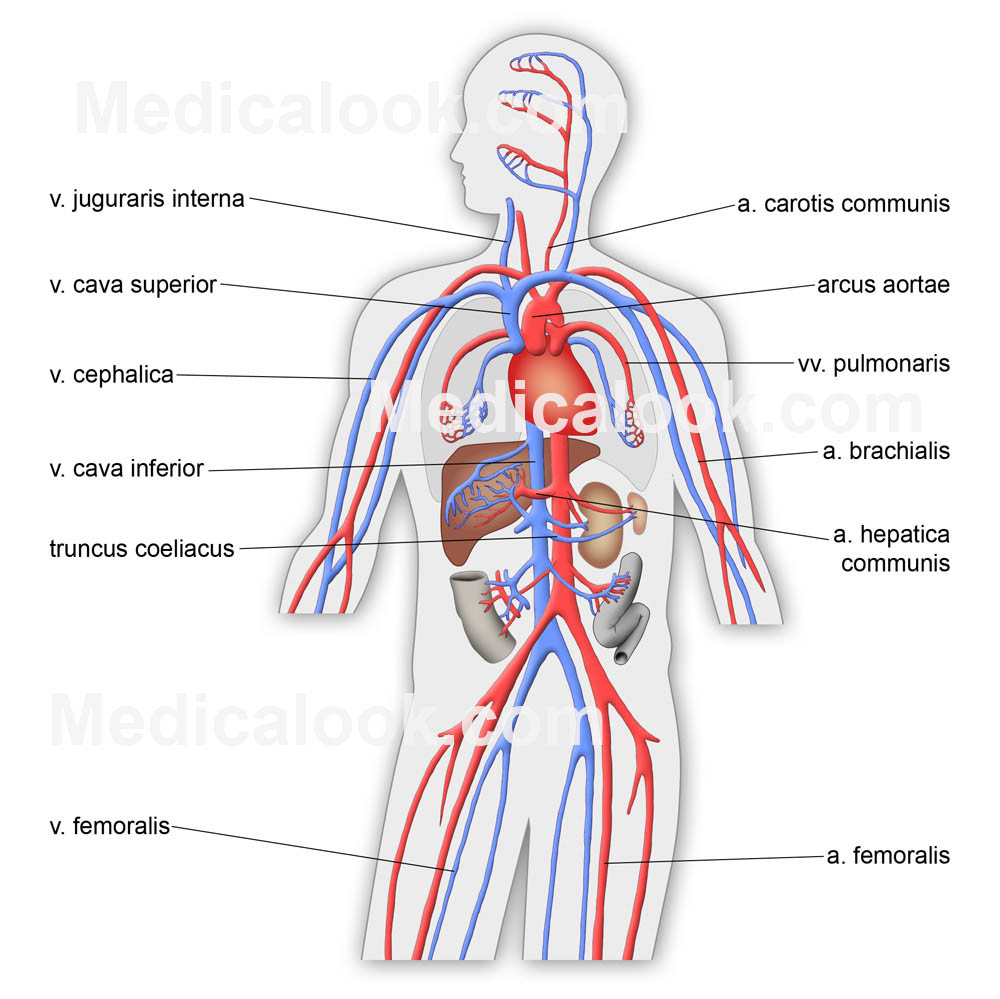 Кіші қан айналым шеңбері. The Circulatory (cardiovascular) System. Вена системасы. Cardiovascular System Anatomy. Circulatory System diagram.