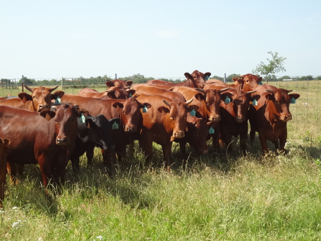 barzona cattle