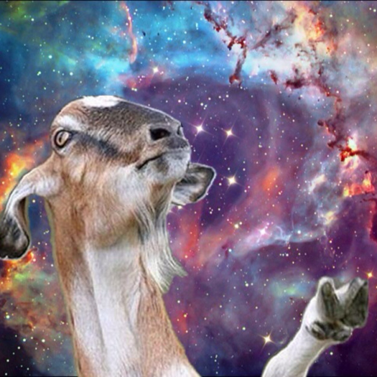Philosophy of goats at emaze Presentation