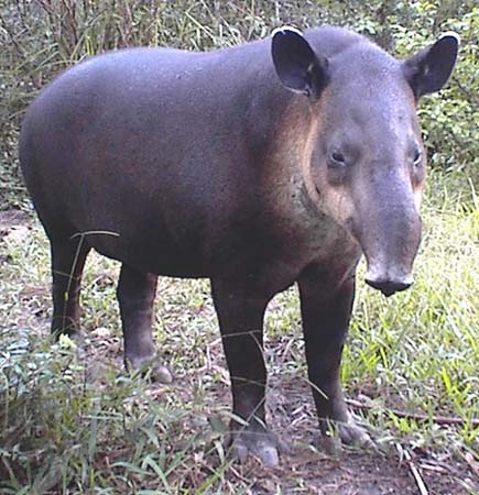 La biodiversidad de México on emaze