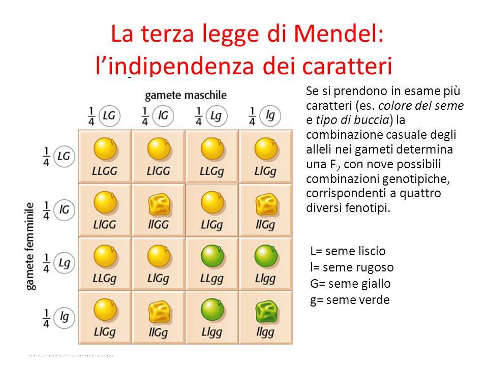 Le Tre Leggi Di Mendel Spiegazione