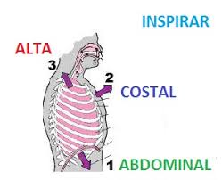 Resultado de imagen para tipo respiratorio"