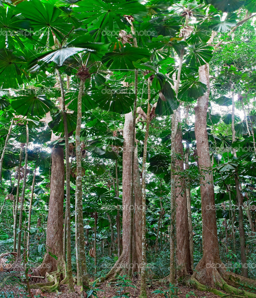 Растения обитающие в тропических лесах в Австралии