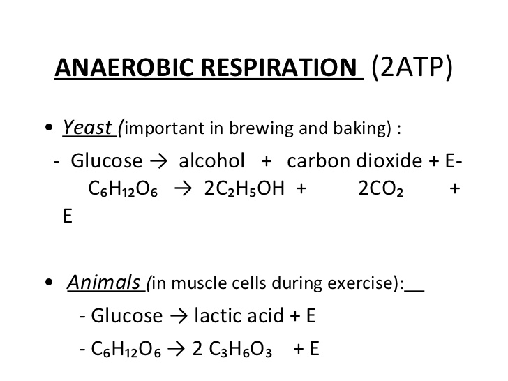 Word Equation For Anaerobic Respiration In Plants And In Animals