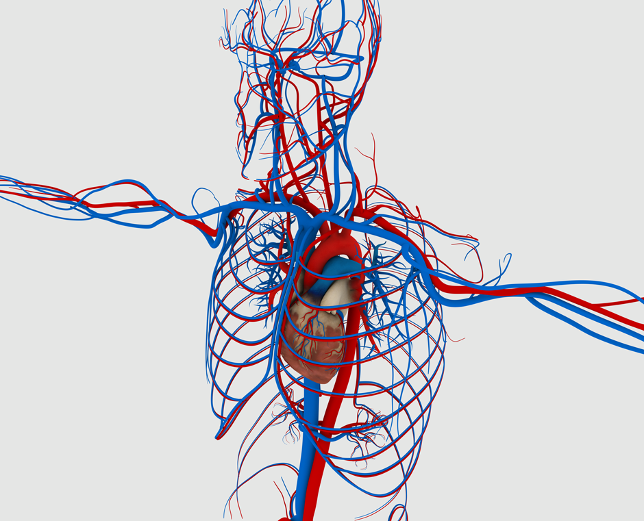 Кровеносная система сердце вены артерии капилляры. Система кровообращения человека сердце и кровеносные сосуды. Кровеносная система человека Вена артерии. Система кровооттока (венозная система. Кровеносная система сосуды артерии вены.