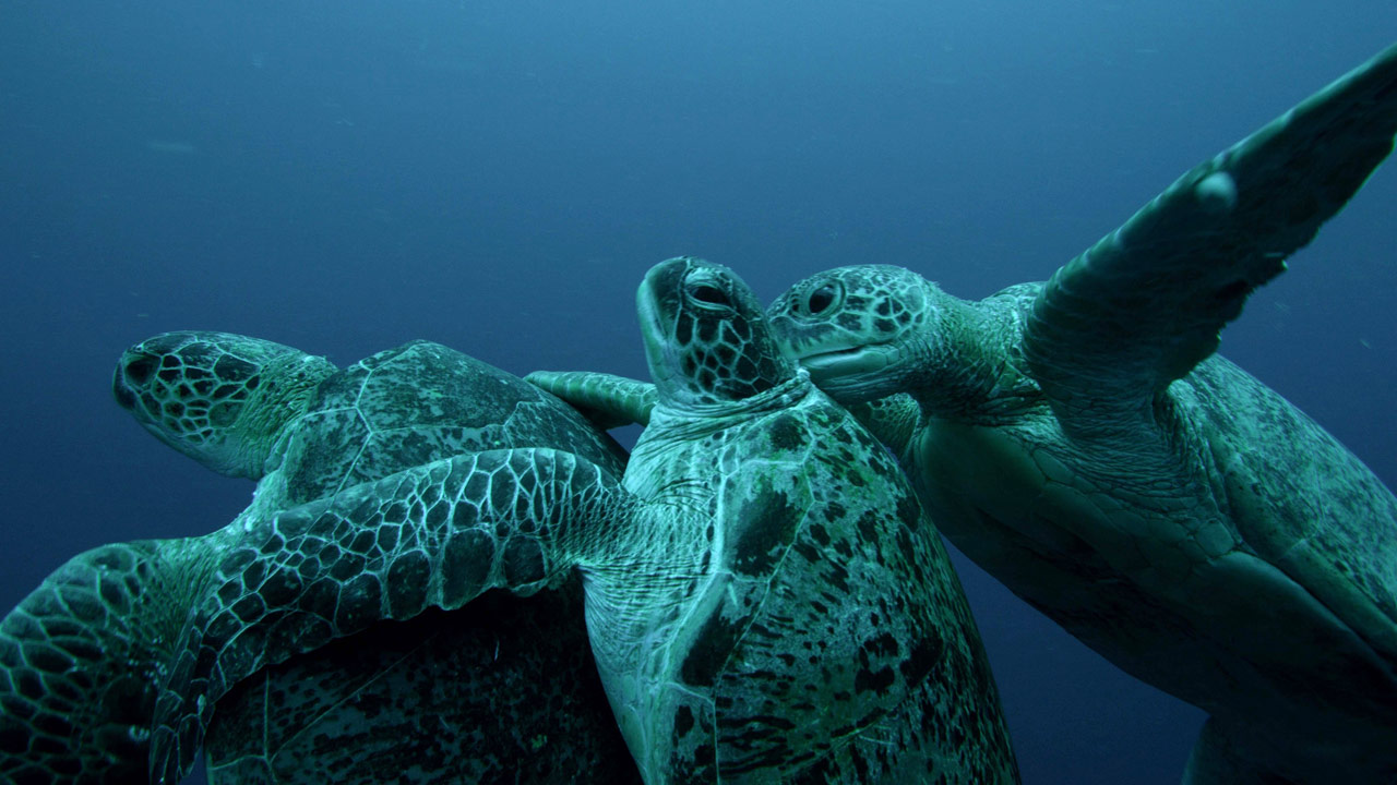 The development and reproduction of a Green sea turtle on emaze