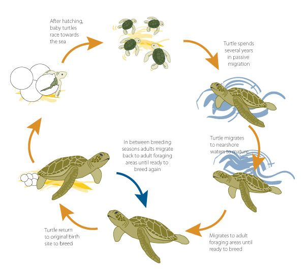 The development and reproduction of a Green sea turtle on emaze