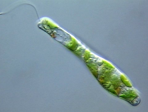 Single-celled cynclair at emaze Presentation