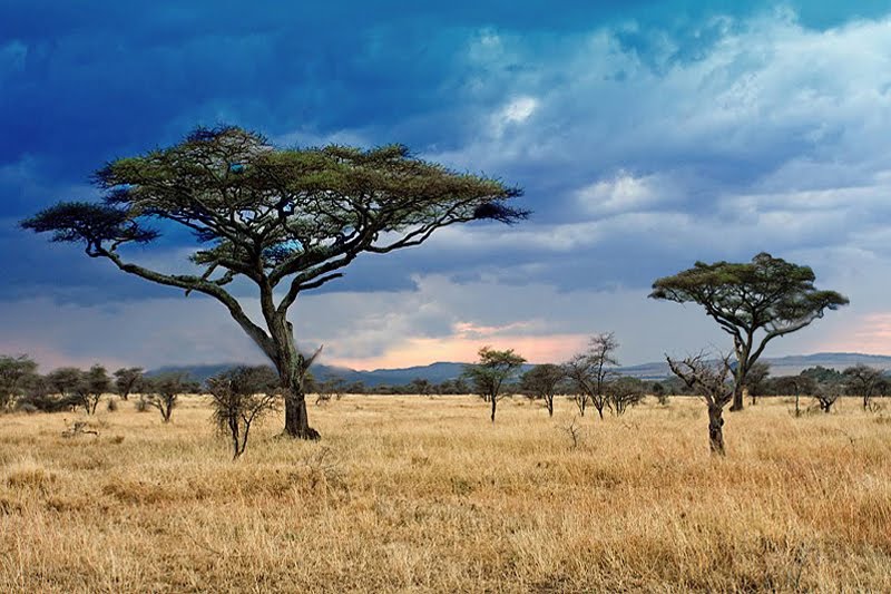 1000-images-about-tropical-wet-dry-savanna-on-pinterest-seasons