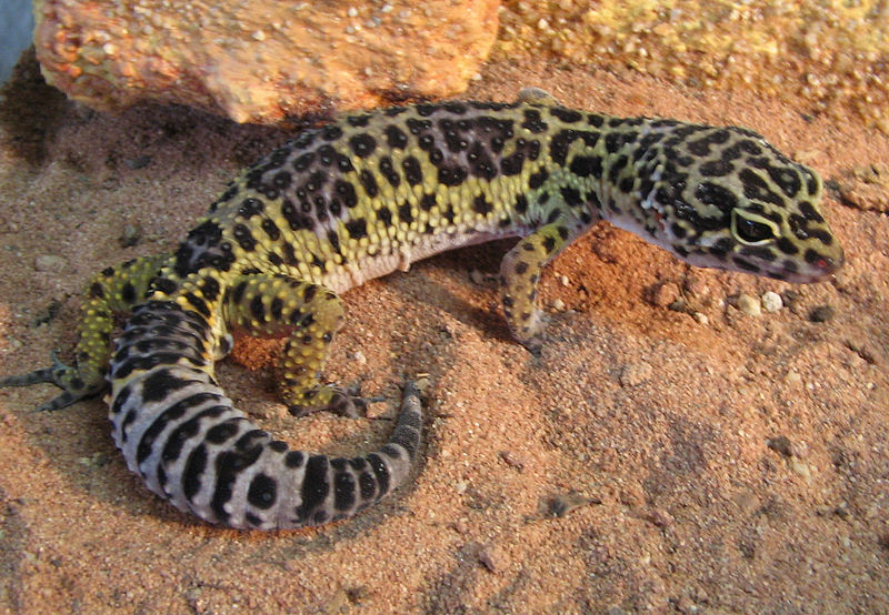 Are There Different Kinds Of Leopard Geckos Diet