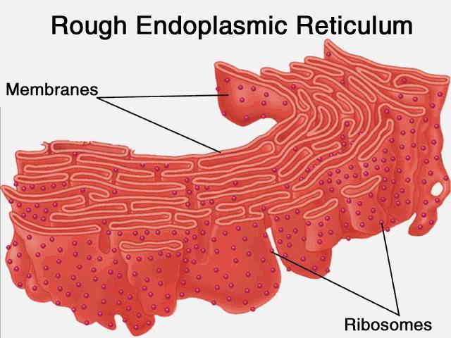 What is a rough endoplasmic reticulum analogy?