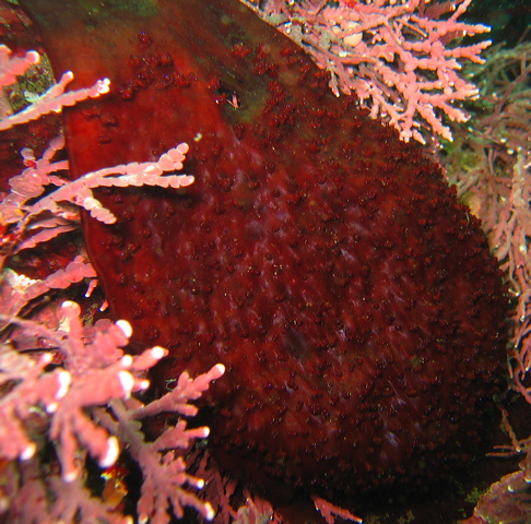 Красные водоросли глубина. Порфира водоросль. Фикоэритрин у водорослей. Тёмно красная водоросль. Красные водоросли в аквариуме.