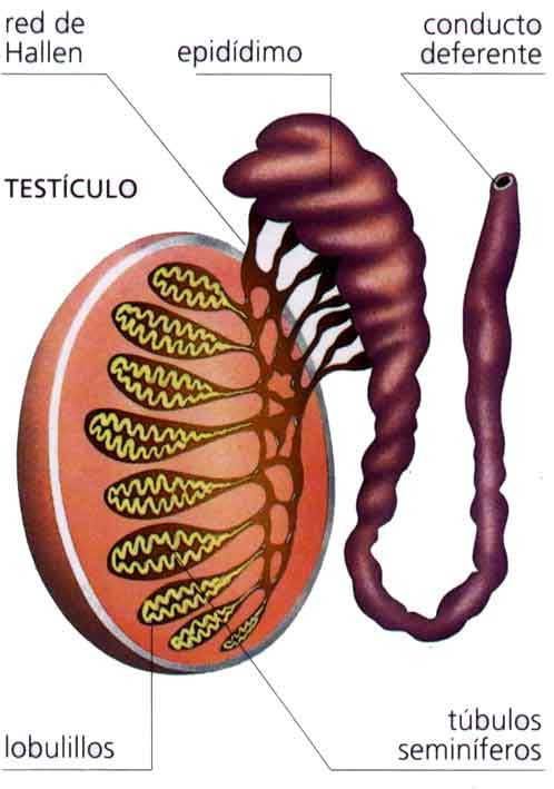 Sistema Reproductor On Emaze 