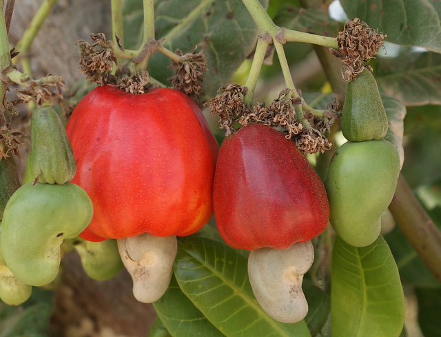 ppt on laterite soil on emaze