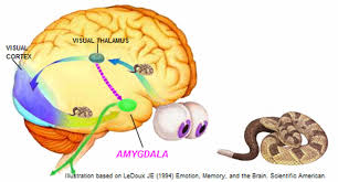 The Amygdala at emaze Presentation