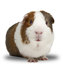 cute guinea pigs cute guinea pigs