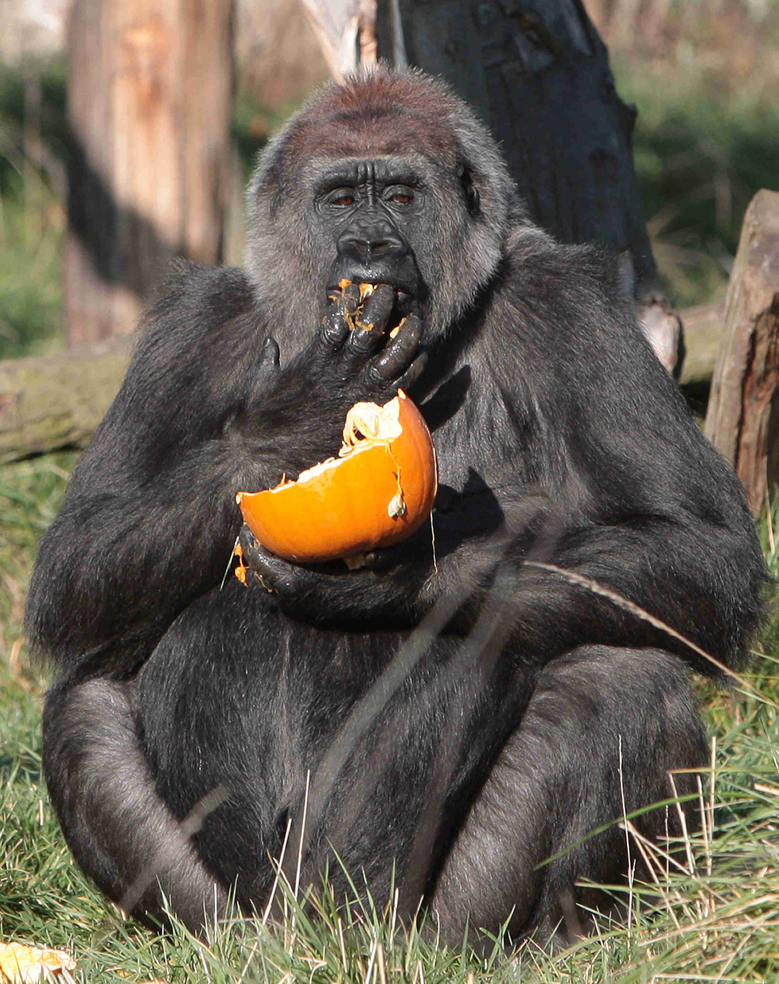 Фото gorilla персик. Горилла манго. Рацион гориллы. Горилла ест. Горилла Манга.