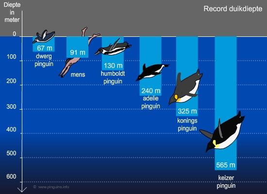 de pinguïn on emaze