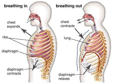 The cardio-respiratory system on emaze