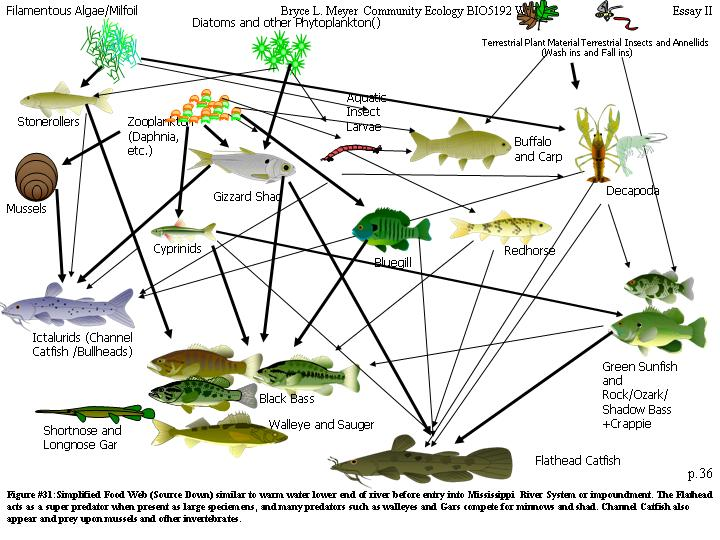 Какие организмы живут в аквариуме. Пищевая сеть экосистемы водоема. Пищевая сеть аквариума схема. Пищевые цепи в аквариумной экосистеме примеры. Пищевая сеть питания пресного водоема.
