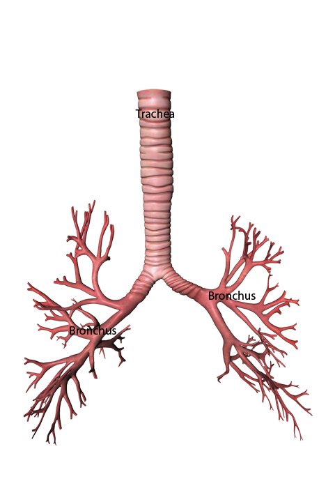 Бронхи человека. Бронхи. Трахея. Крупные и мелкие бронхи.