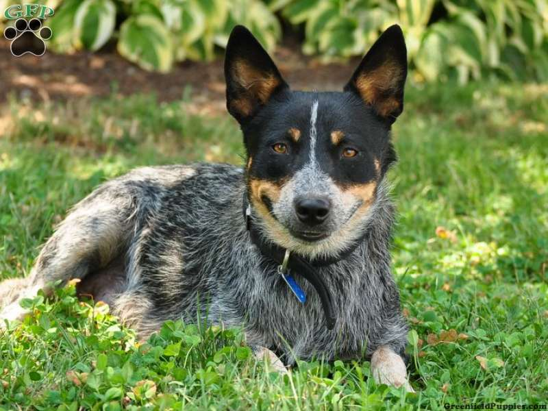 Blue Heeler Mix Puppies For Adoption The Cutest Puppies