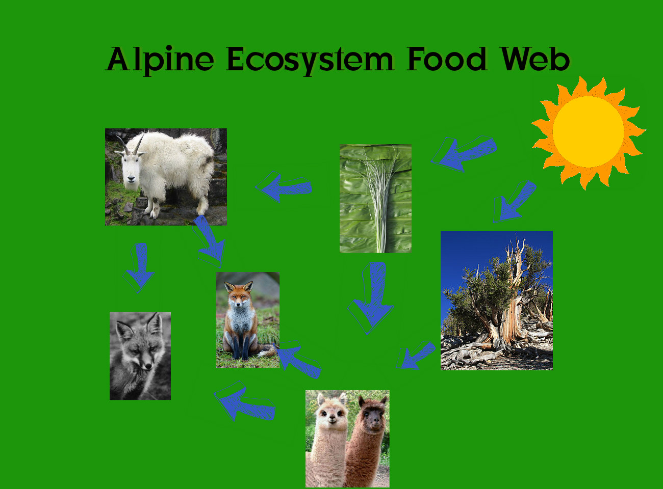 alpine food web