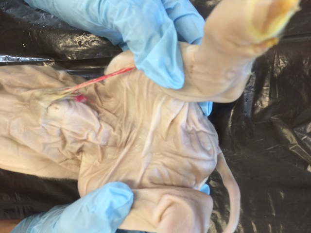 DISSECTION DU FOETUS at emaze Presentation