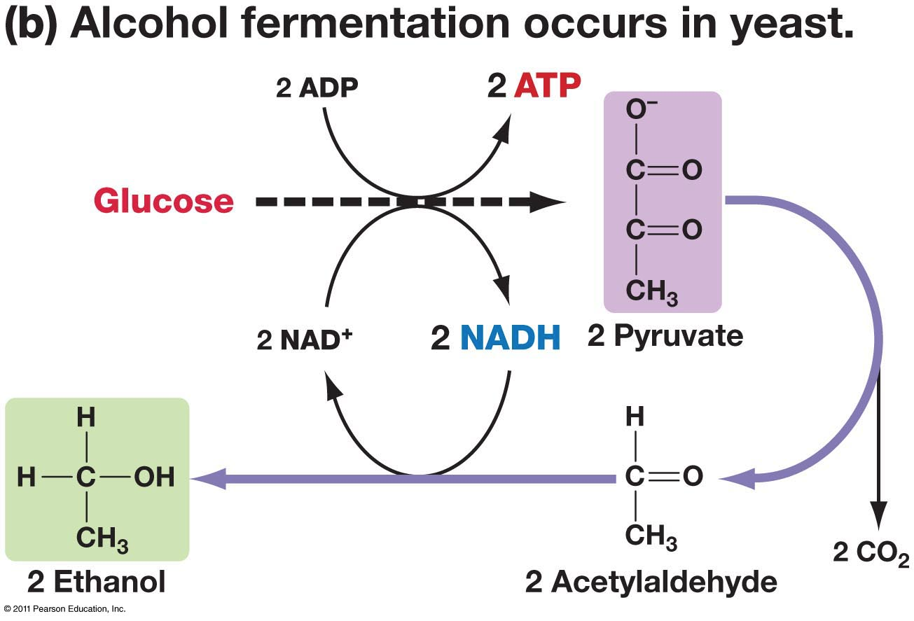 Equation For Alcoholic Fermentation Talkchannels Alcohol Fermentation Equation Free Alcoholism On Emaze