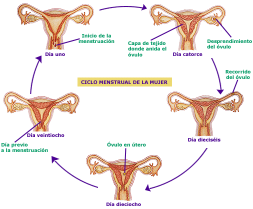 Etapas del ciclo mestrual