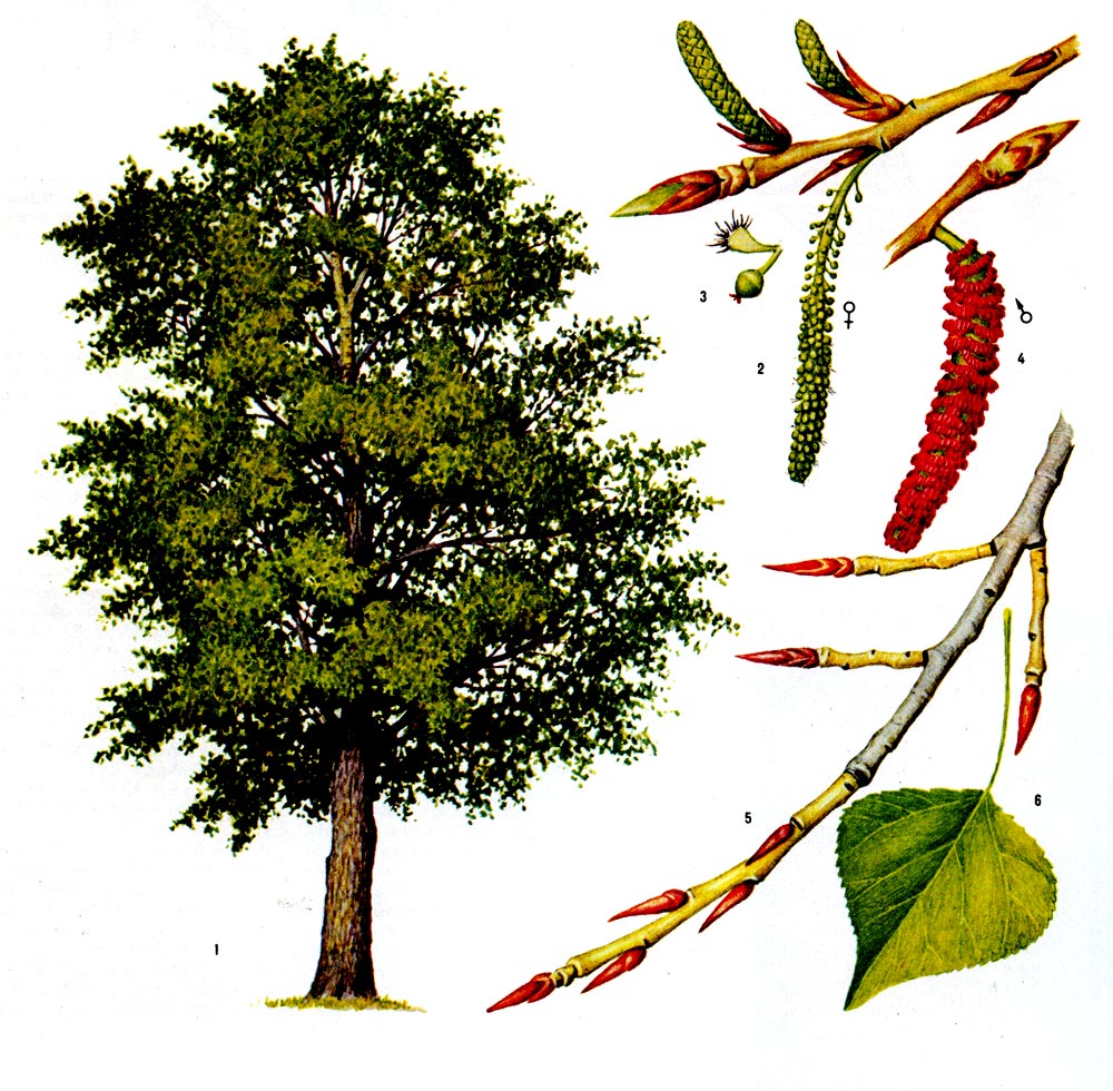 Шестнадцать деревьев. Тополь черный осокорь. Черный Тополь дерево. Тополь бальзамический плоды. Тополь черный (Populus nigra).