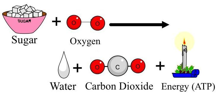 Сахар кислород. Glucose to Carbon dioxide. Www Sugary Oxygen. Sugary Oxygen.