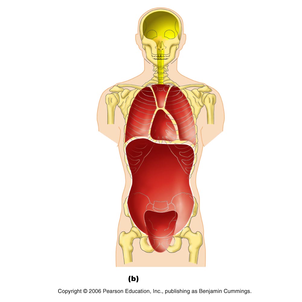 body vocab1.pptx on emaze