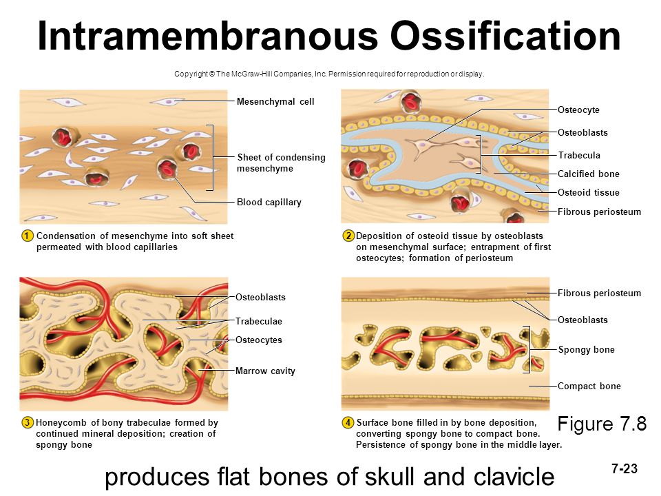 The Skeletal System | Embryology | Pathology | Fracture — Steemit