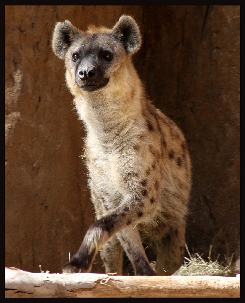 African Wild Dog on emaze