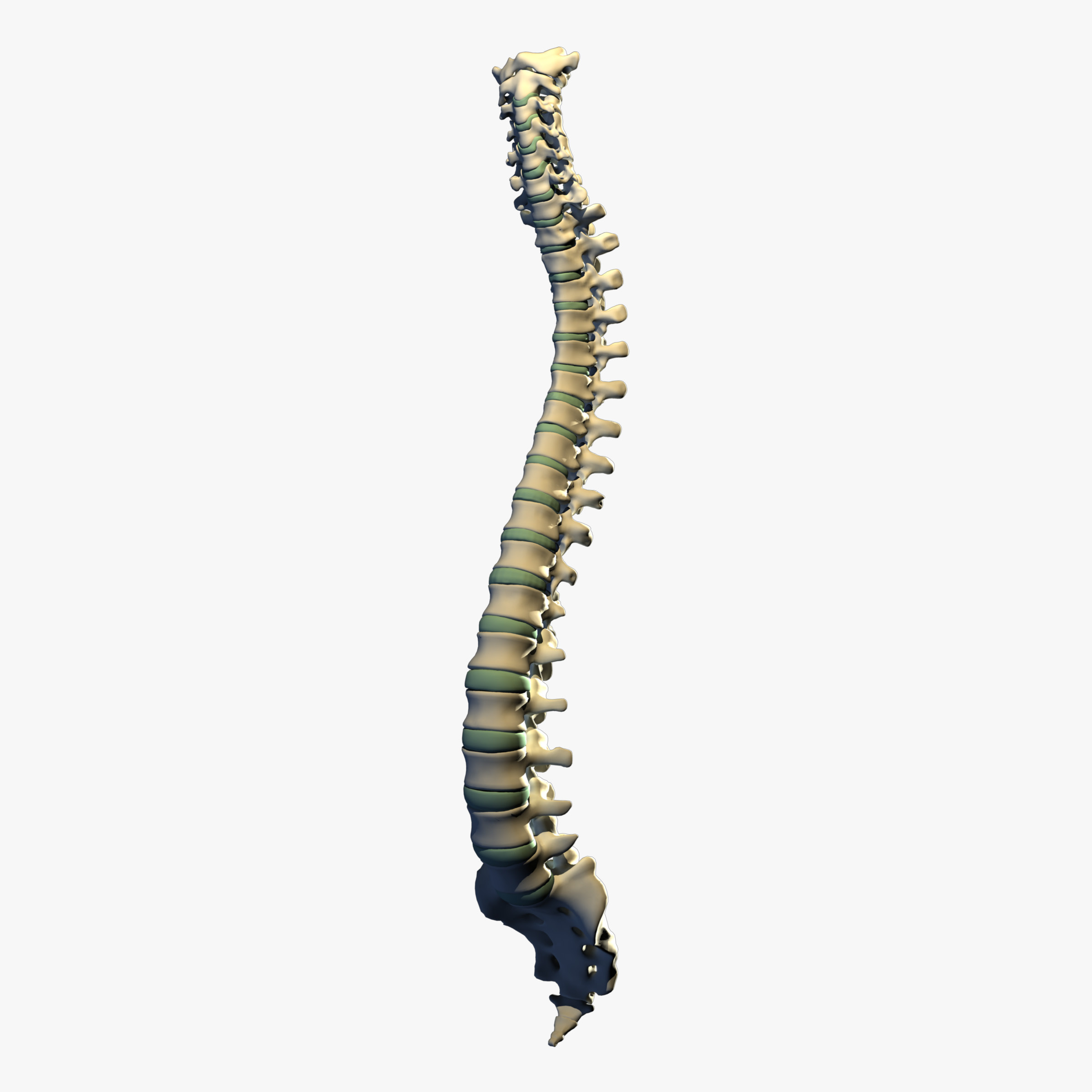 Spine. Позвоночник. Позвоночник на белом фоне. Позвоночник 3d. Позвоночник без фона.