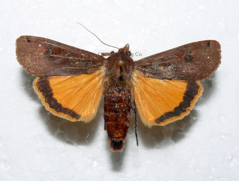 Rattlesnake at emaze Presentation