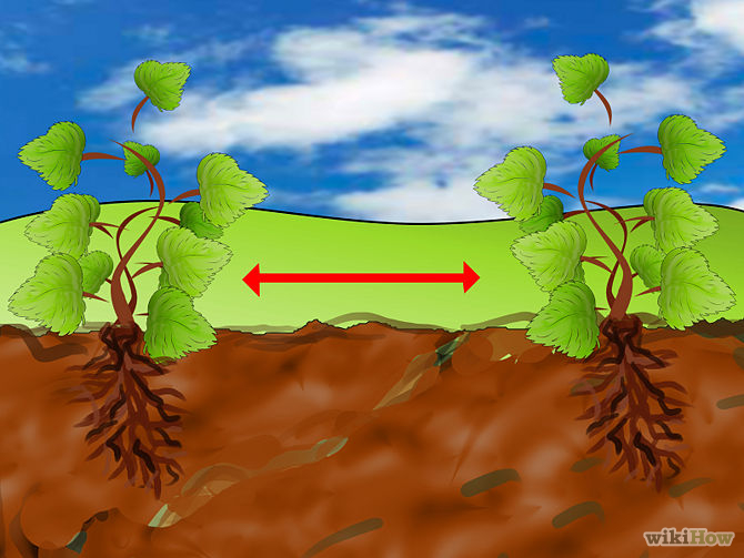 Flower life cycle. Life cycle of an apple tree. How do plants grow. How plants grow worksheet. Vegetables grow worksheet.